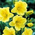 thumbnail image 5 of Member's Mark Reblooming Collection Daylilies Dormant Bulbs, 8pk, 5 of 9