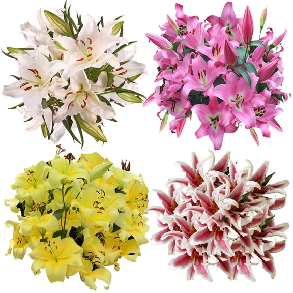 Member's Mark Oriental Trumpet Lilies, Choose color and stem count