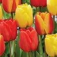 thumbnail image 4 of Member's Mark Tulip Spring Blend Dormant Bulbs, 45pk, 4 of 9