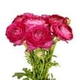thumbnail image 2 of Ranunculus, 60 stems, choose color, 2 of 2