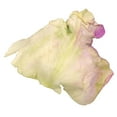 thumbnail image 7 of Member's Mark Illusion Roses, 96 stems, Choose color variety, 7 of 7