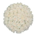 thumbnail image 1 of Member's Mark Ecuadorian Premium Roses, choose color variety and stem count, 1 of 8
