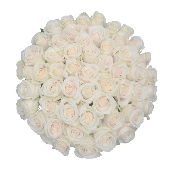 Member's Mark Ecuadorian Premium Roses, choose color variety and stem count