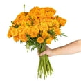 thumbnail image 4 of Member's Mark Orange Marigolds, choose stem count, 4 of 8