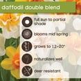 thumbnail image 6 of Member's Mark Daffodil Double Blend Dormant Bulbs, 30pk, 6 of 7