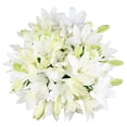 thumbnail image 1 of Member's Mark LA Hybrid Lilies, choose color and stem count, 1 of 8