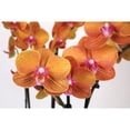 thumbnail image 2 of 5" Salmon Orchid and Pothos in Rifle Tin with Te Amo Mama Pick, 2 of 5