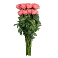 thumbnail image 6 of Member's Mark Ecuadorian Premium Roses, choose color variety and stem count, 6 of 7