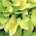 thumbnail image 3 of Member's Mark Hosta Combo Pizzazz & August Moon Dormant Bulbs, 6pk, 3 of 9