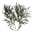 thumbnail image 2 of Member's Mark Eucalyptus Willow 40 stems, 2 of 5