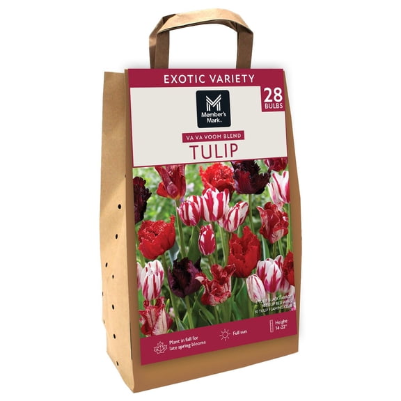 Member's Mark Tulip Va Va Voom Blend Dormant Bulbs, 28pk