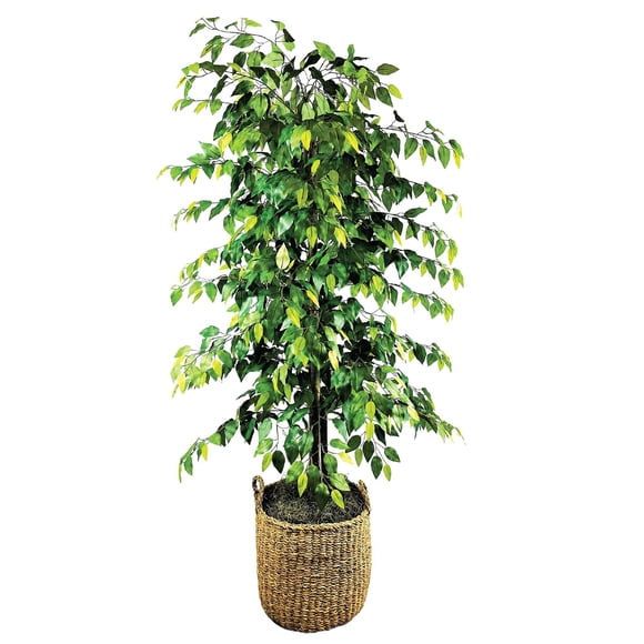 Artificial 6.5' Ficus Tree in a Handwoven Handled Basket