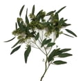 thumbnail image 2 of Member's Mark Cupped Seeded Eucalyptus, 40 stems, 2 of 5