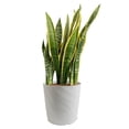 thumbnail image 1 of Costa Farms 10" Sansevieria Tropical Plant in Deco Pot, 1 of 9