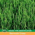 thumbnail image 7 of Scotts EZ Seed Patch & Repair Bermudagrass 25 lbs., 7 of 8