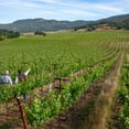 thumbnail image 4 of Hess Collection Iron Corral Napa Valley Cabernet Sauvignon, 750 ml, 4 of 5