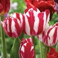 thumbnail image 4 of Member's Mark Tulip Va Va Voom Blend Dormant Bulbs, 28pk, 4 of 9