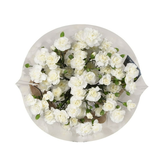 Member's Mark Mini Carnation, Assorted, 20 stems