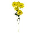 thumbnail image 3 of Member's Mark Pompon Daisies, 90 stems (Choose color), 3 of 4