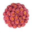 thumbnail image 2 of Member's Mark Farm Fresh Velvet Roses, choose color and stem count, 2 of 9