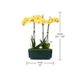 thumbnail image 5 of 10" Yellow Orchid Planter in Bistro Green Pot, 5 of 5