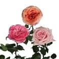 thumbnail image 2 of Member's Mark Garden Roses, 36 stems, Choose color variety, 2 of 6