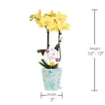 thumbnail image 5 of 3" Yellow Orchid in Temperance Floramx Pot with For You Pick, 5 of 5