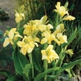 thumbnail image 5 of Member's Mark Low Growing Picasso, Red Futurity & Yellow Futurity Cannas Dormant Bulbs, 9pk, 5 of 8