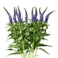 thumbnail image 1 of Member's Mark Veronica Flower, 100 stems, choose color, 1 of 4