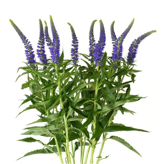 Member's Mark Veronica Flower, 100 stems, choose color