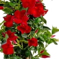 thumbnail image 2 of Costa Farms Live 10" Mandevilla Vine Trellis in Patio Pot, 2 of 9
