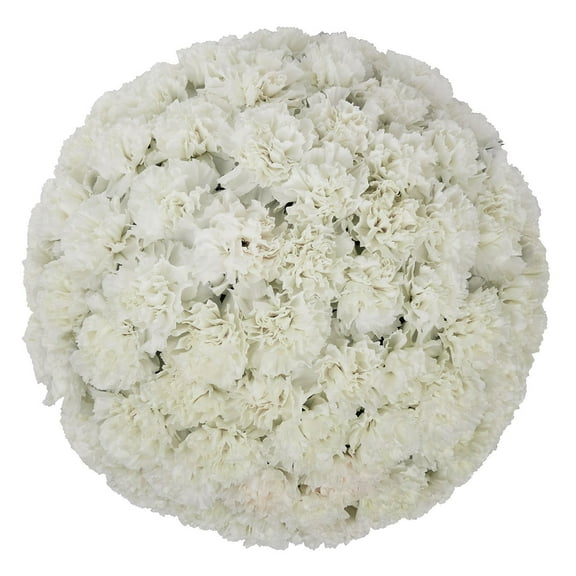 Member's Mark Carnations, choose color and stem count