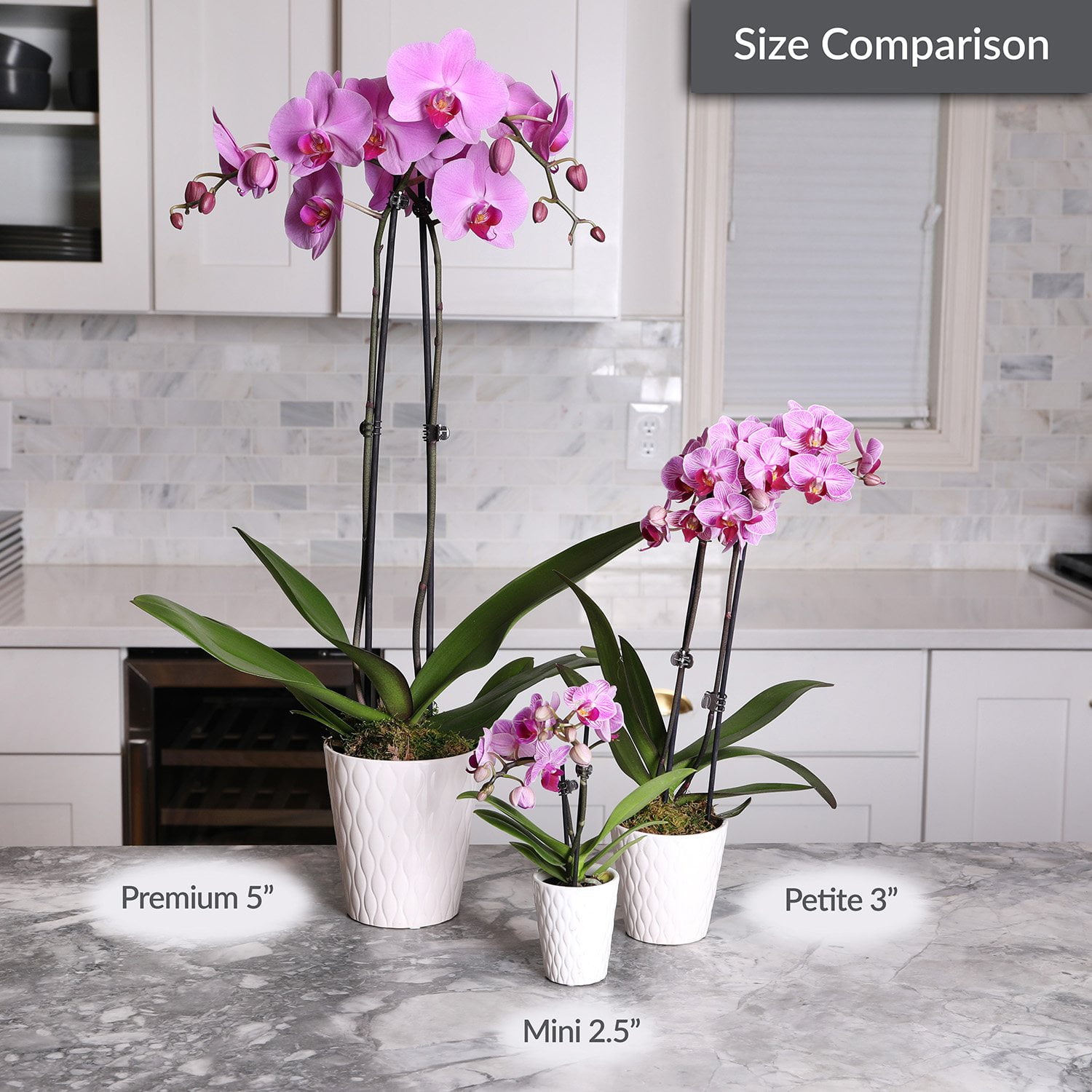 Just Add Ice Live White Orchid in White Ceramic Pottery, 24