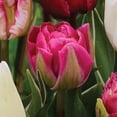 thumbnail image 4 of Member's Mark Tulip Pink Flamenco Blend Dormant Bulbs, 30pk, 4 of 9