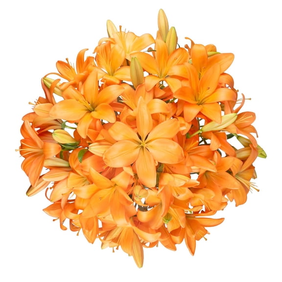 Member's Mark LA Hybrid Lilies, choose color and stem count