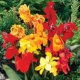 thumbnail image 3 of Member's Mark Low Growing Picasso, Red Futurity & Yellow Futurity Cannas Dormant Bulbs, 9pk, 3 of 8