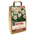 thumbnail image 1 of Member's Mark Daffodil Replete Dormant Bulbs, 32pk, 1 of 9