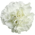 thumbnail image 2 of Member's Mark Carnations, Choose color and stem count, 2 of 7