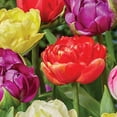 thumbnail image 4 of Member's Mark Tulip Double Late Blend Dormant Bulbs, 30pk, 4 of 9