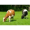 thumbnail image 5 of Auricchio Domestic Provolone Cheese, priced per pound, 5 of 6