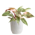thumbnail image 2 of Live 6" Mother's Day Plant, Pink Foliage or Succulent Garden, 2 of 10