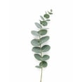 thumbnail image 2 of Member's Mark Baby Blue Eucalyptus 200 stems, 2 of 5