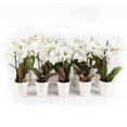 thumbnail image 1 of Live White Mini Orchids in Ceramic Pot, 12 Pack, 1 of 6
