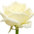 thumbnail image 1 of Member's Mark Garden Roses, 36 stems, Choose color variety, 1 of 3
