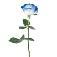 thumbnail image 3 of Member's Mark Illusion Roses, choose color and stem count:- 50, Blue, 3 of 8