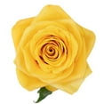 thumbnail image 2 of Member's Mark Ecuadorian Premium Roses, choose color variety and stem count, 2 of 6