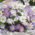 thumbnail image 3 of Member's Mark Anemone Ground Cover Blend Dormant Bulbs, 90pk, 3 of 10