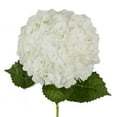 thumbnail image 1 of Member's Mark Premium Hydrangea, White, 30 stems, 1 of 6