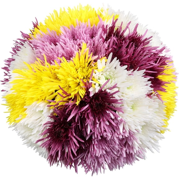 Member's Mark Spider Mums, choose color and stem count