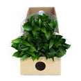 thumbnail image 3 of Member's Mark Israeli Ruscus 200 stems, 3 of 6
